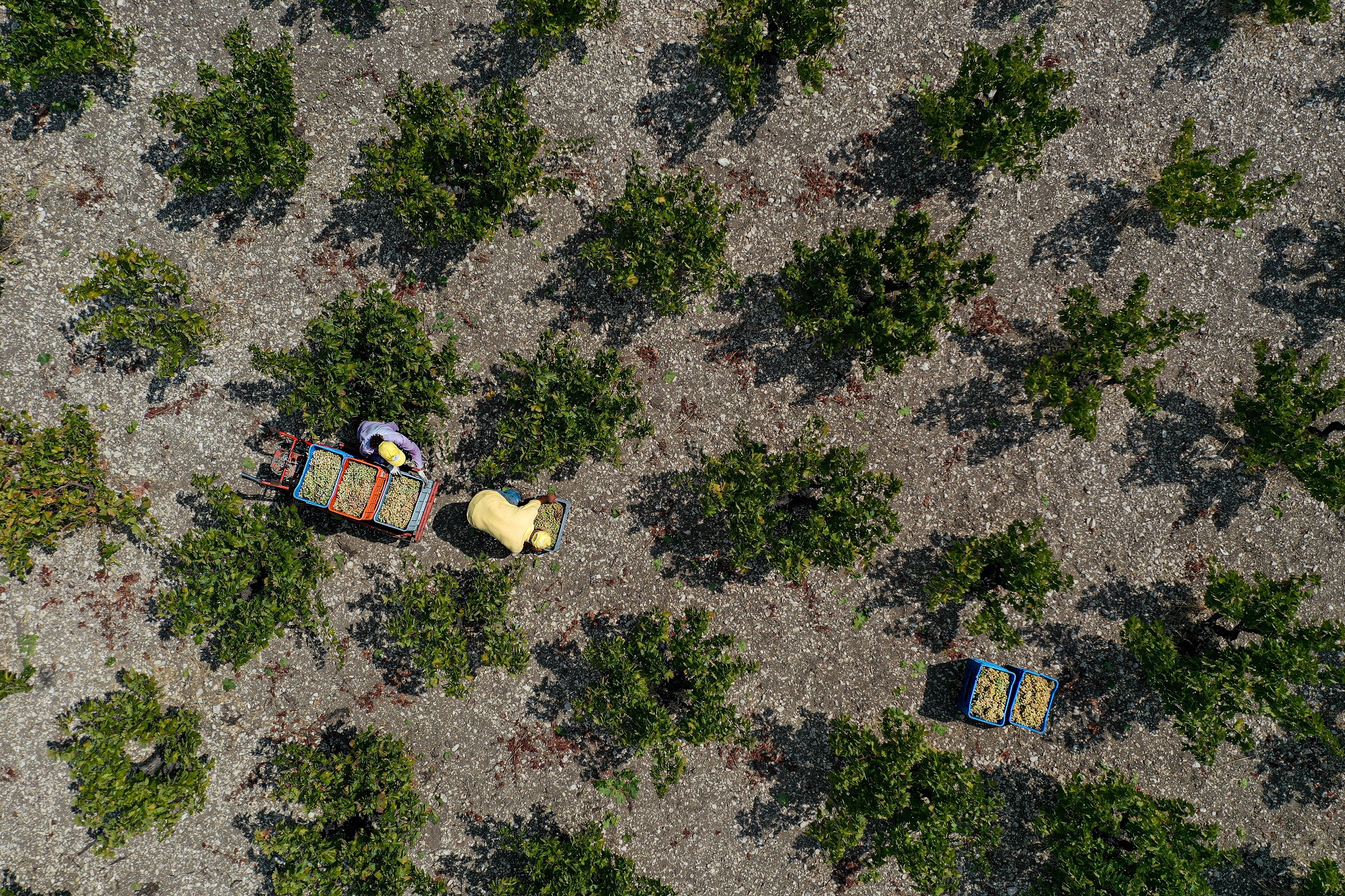 Aerial view of Nikos and Eleni harvesting grapes by hand in a Commandaria vineyard on Mount Zalakas, showing goblet-trained vines, wide spacing, and rocky soil