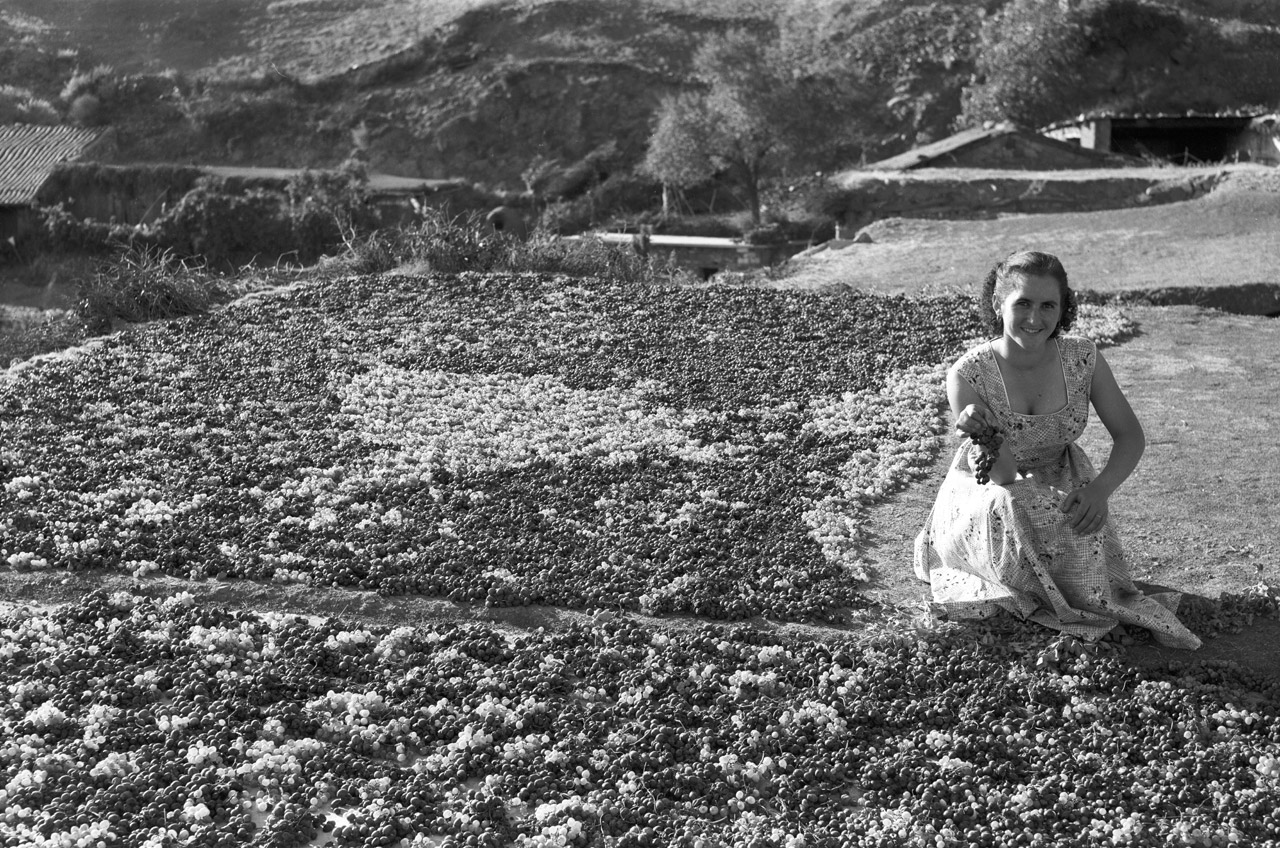 Historic photo of grapes laid out to sun-dry in Cyprus, with a woman holding a bunch — traditional Commandaria winemaking practice.