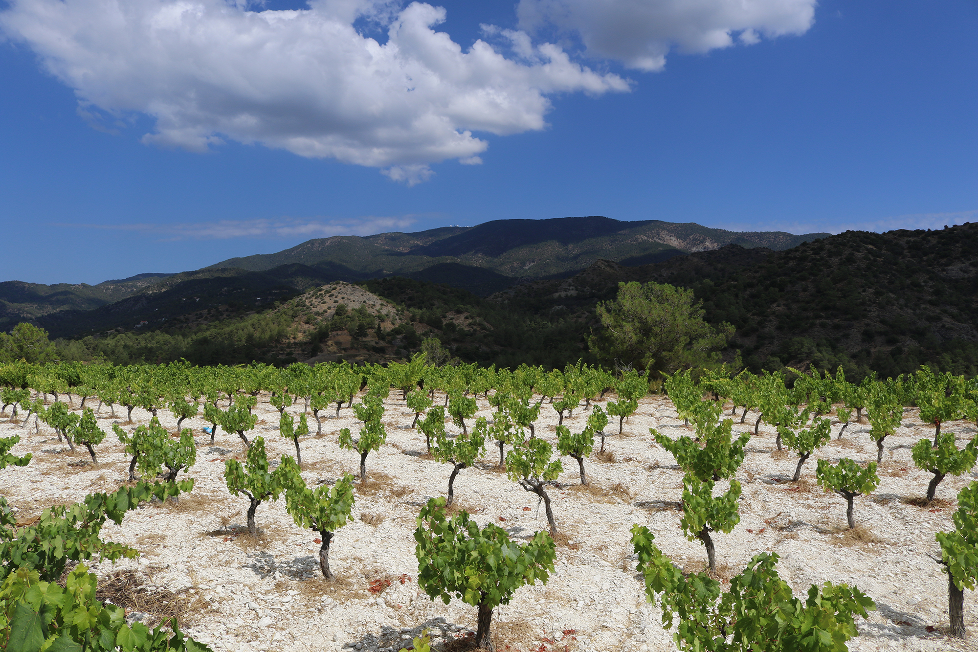 View from inside a Commandaria vineyard on Mount Zalakas, goblet-trained vines on rocky white soil with the Troodos Mountains in the background.