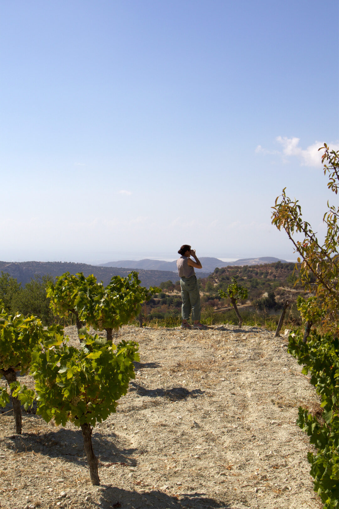 Eleni standing in a Commandaria vineyard on Mount Zalakas, examining the horizon with the Akrotiri coastline in the background.