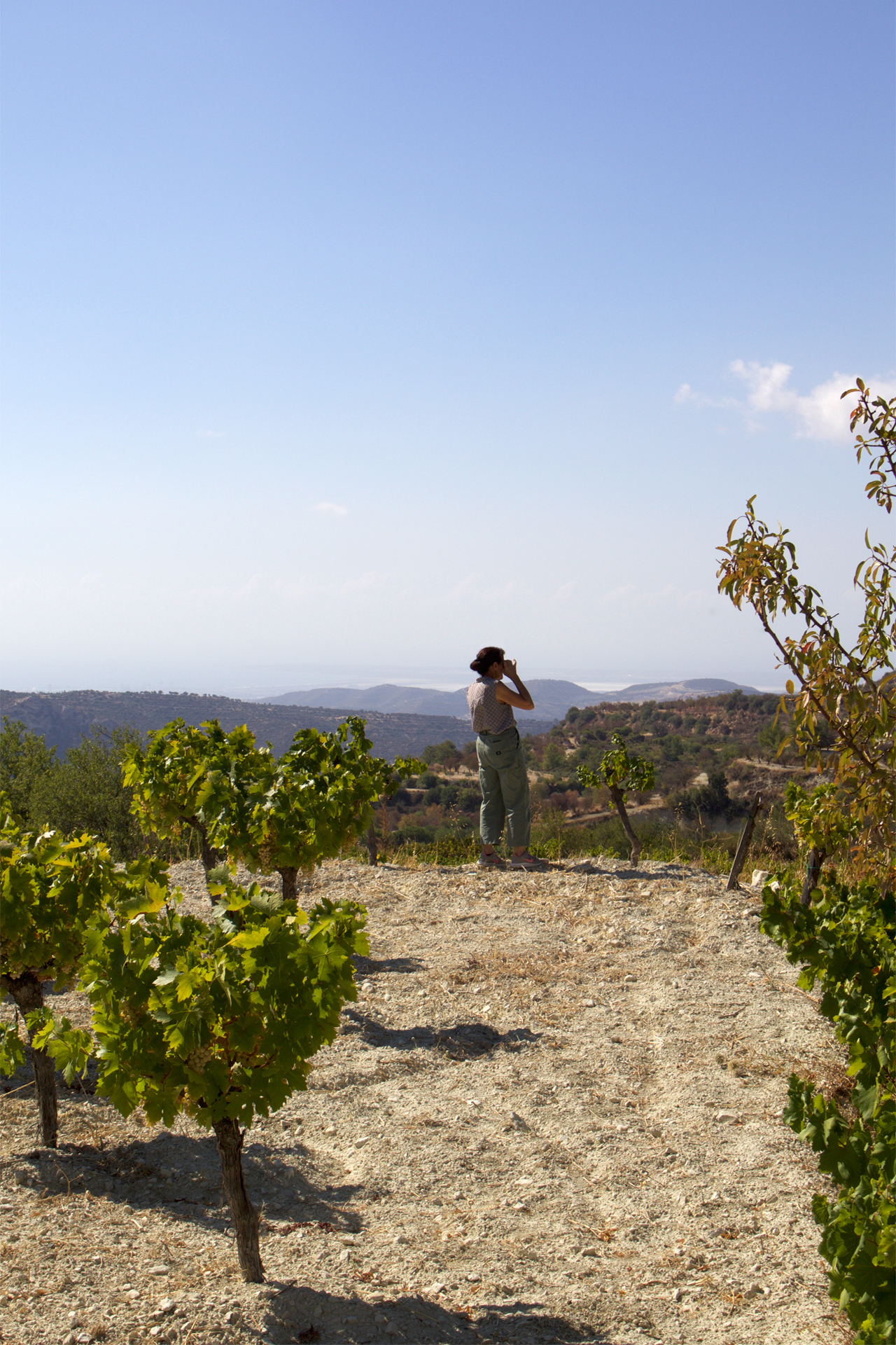 Eleni standing in a Commandaria vineyard on Mount Zalakas, examining the horizon with the Akrotiri coastline in the background.