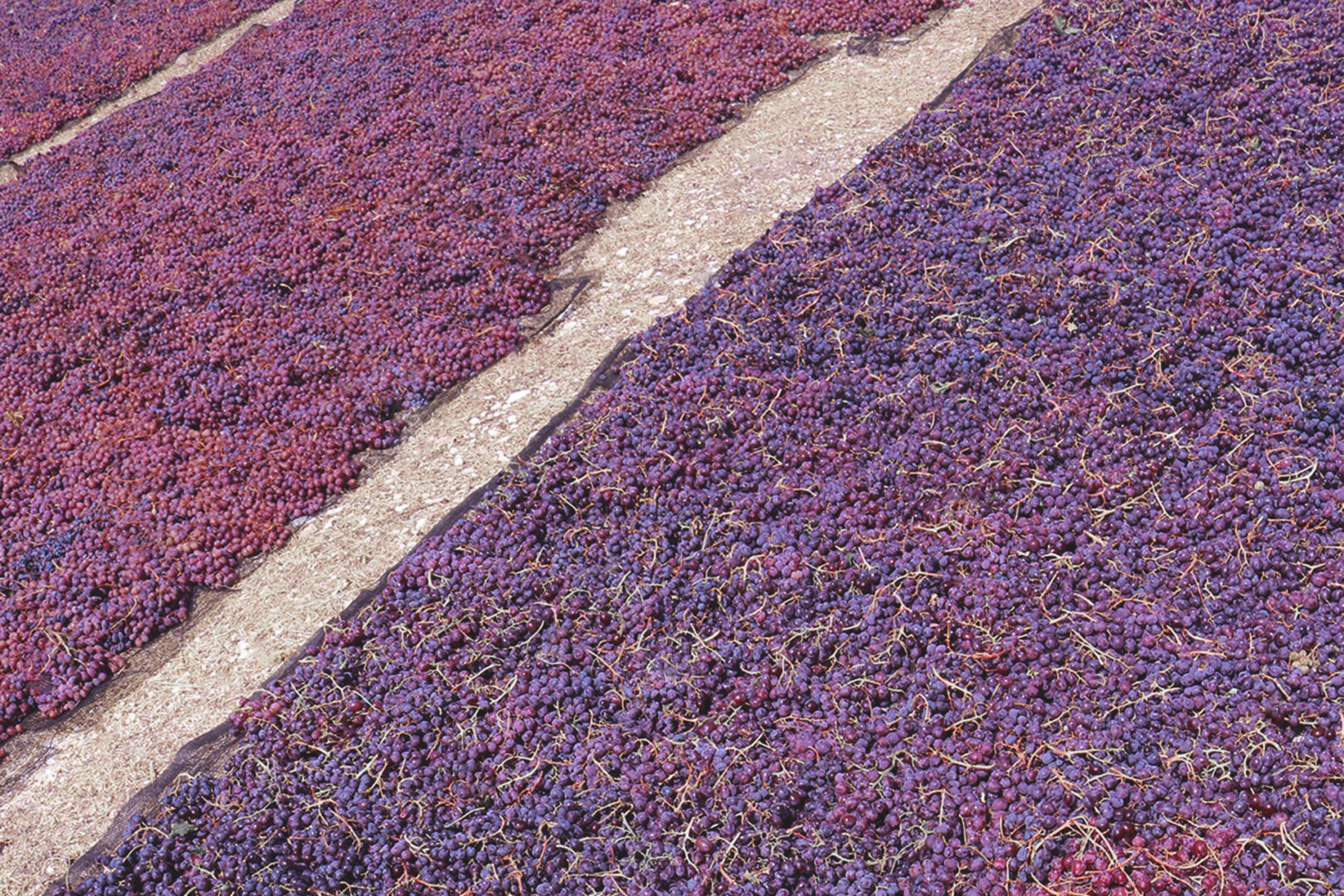 Rows of sun-drying grapes for Commandaria production in Cyprus.